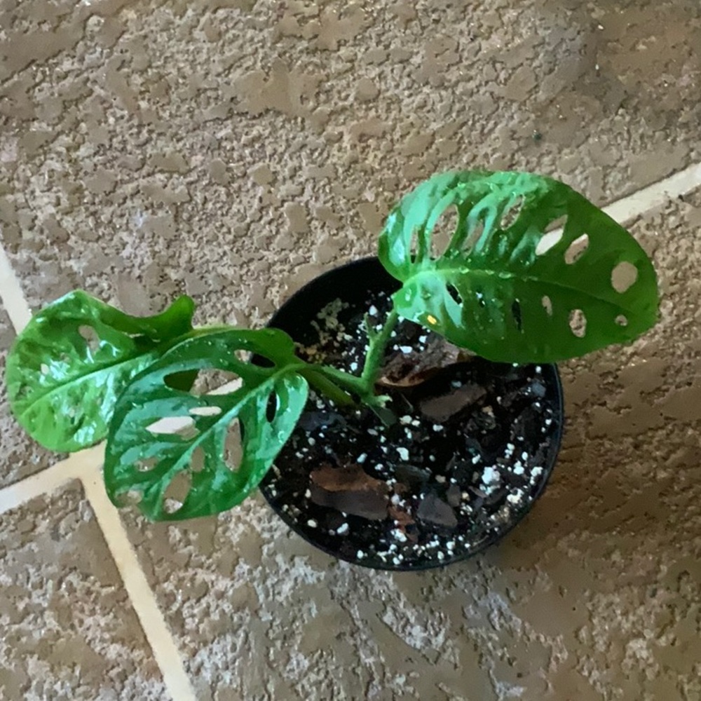 Monstera Adansonii 💥Swiss cheese🪴🧀 - Picture 1 of 3